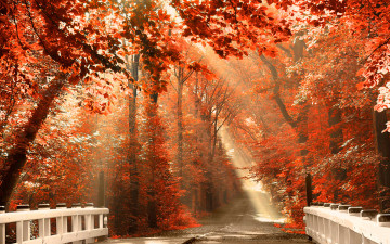 обоя природа, дороги, луЧи, дорога, туманка, свет, лес, осень, листьЯ