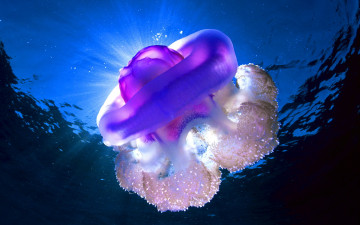 обоя животные, медузы, медуза-корнерот
