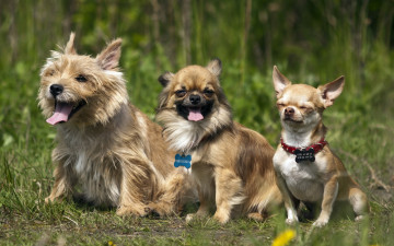Картинка животные собаки три друга