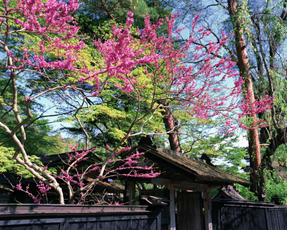 Обои картинки фото природа, парк, цветущее, дерево, japan, забор, калитка
