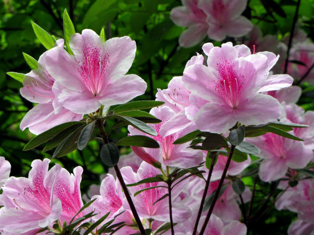 Обои картинки фото цветы, рододендроны, азалии, розовый, ветки