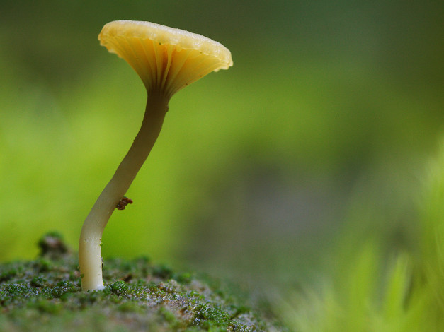 Обои картинки фото природа, грибы, фон, гриб