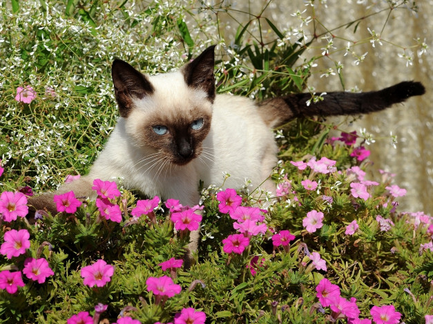 Обои картинки фото животные, коты, сиамский, цветы, котенок