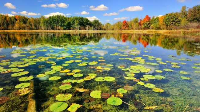 Обои картинки фото природа, реки, озера, озеро, лес, лилии, осень