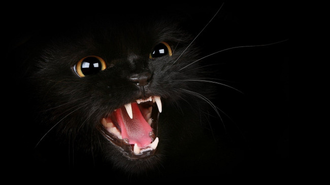 Обои картинки фото животные, коты, котенок, зубы, агрессия