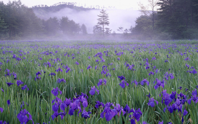 Обои картинки фото природа, луга, ирисы, деревья, туман, луг, Япония