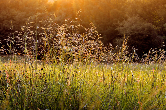 Обои картинки фото природа, луга, роса, трава, утро