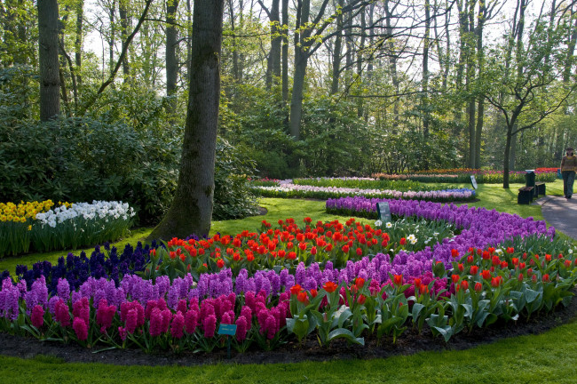 Обои картинки фото природа, парк, keukenhof, lisse, netherlands