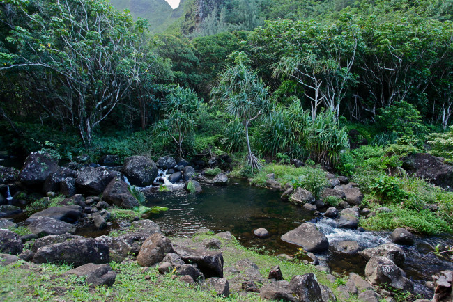 Обои картинки фото природа, реки, озера, hawaii, limahue, botanical
