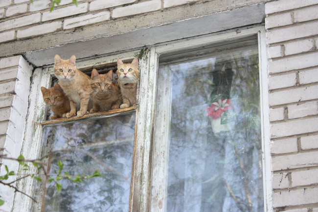 Обои картинки фото животные, коты, рыжие, окно, весна, зов, природы