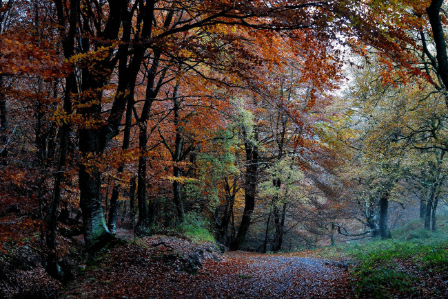 Обои картинки фото природа, дороги, лес, осень, деревья, листва, краски