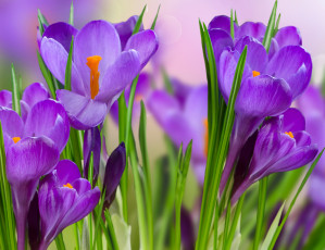 обоя цветы, крокусы, фиолетовый, крокус