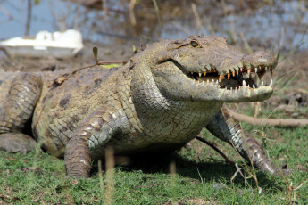 Картинка животные крокодилы аллигатор гавиал кайман пресмыкающееся