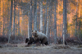Картинка животные медведи лес дикая природа