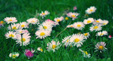 Картинка цветы маргаритки весна