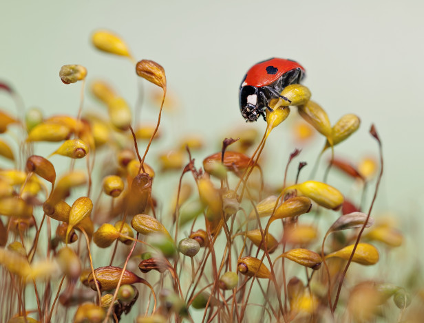 Обои картинки фото животные, божьи коровки, ladybug, grass, macro, макро, божья, коровка, травинки