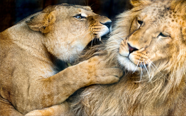 Обои картинки фото животные, львы, разборки
