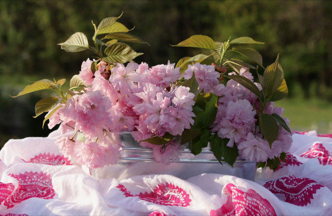 Обои картинки фото цветы, сакура,  вишня, розовый