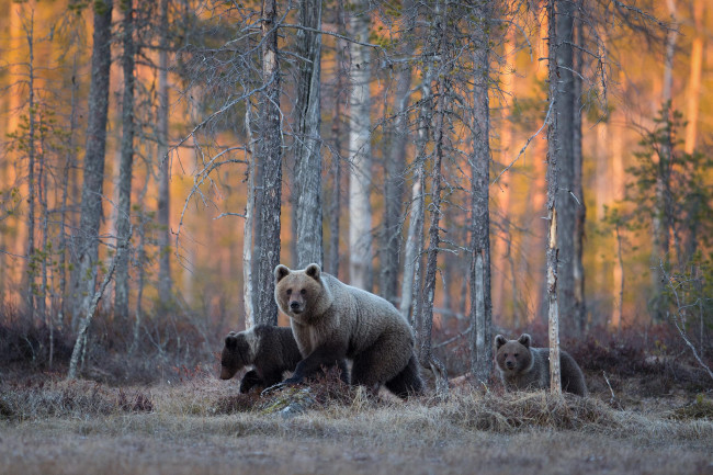 Обои картинки фото животные, медведи, лес, дикая, природа