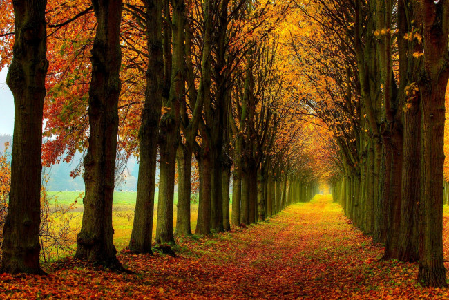 Обои картинки фото природа, дороги, walk, colors, fall, дорога, path, nature, деревья, осень, листья, colorful, road, leaves, поле, лес, trees, field, forest, autumn