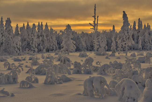 Обои картинки фото природа, зима, лес, снег, утро
