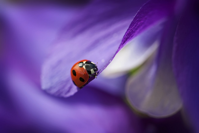 Обои картинки фото животные, божьи коровки, цветочный, листочек, макро, flower, leaf, macro, божья, коровка, ladybug