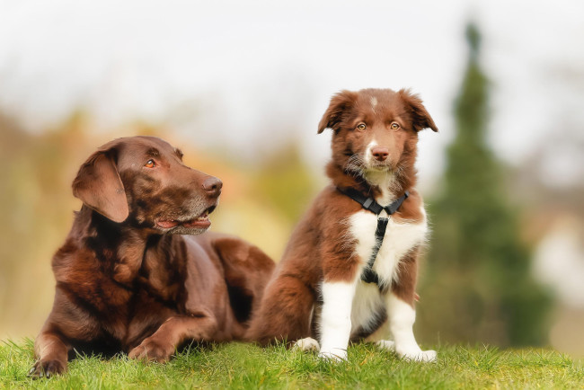Обои картинки фото животные, собаки, щенок, собака, коричневые, бордер-колли, лабрадор