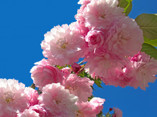 Картинка цветы сакура +вишня вишня ветка цветки цветение макро фон