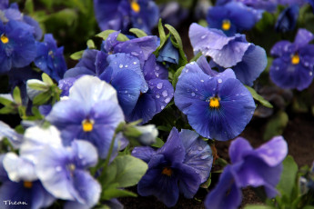 Картинка цветы анютины+глазки+ садовые+фиалки синий