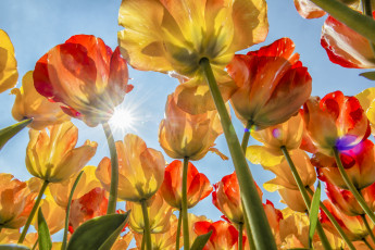 Картинка цветы тюльпаны бутоны солнце небо