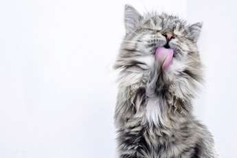 Картинка животные коты котёнок пушистый язык мойдодыр белый фон