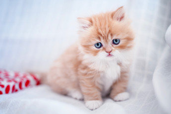 Картинка животные коты рыжий котёнок малыш