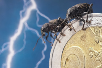 Картинка животные насекомые парочка молния макро долгоносики евро жуки денежка монета