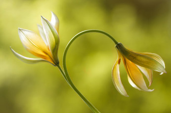 Картинка цветы лилии +лилейники природа макро желтые