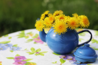 Картинка цветы одуванчики букетик чайник