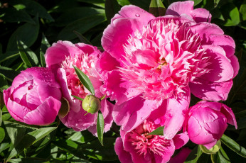 Картинка цветы пионы бутоны макро розовый