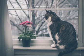 Картинка животные коты кот кошка окно цветок герберы