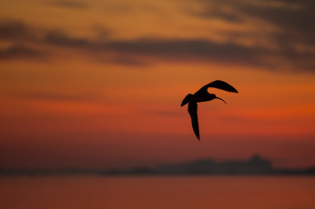 Картинка животные птицы большой кроншнеп закат силуэт фон