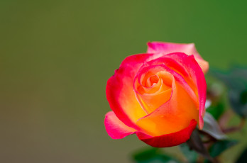 Картинка цветы розы макро фон роза бутон