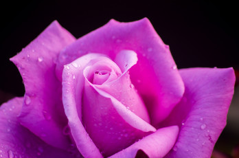 Картинка цветы розы роза бутон лепестки капли макро чёрный фон
