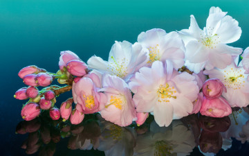 Картинка цветы сакура +вишня цветение цветки ветка макро вишня отражение бутончики