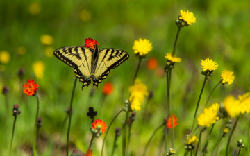 Картинка животные бабочки +мотыльки +моли парусник главк цветы бабочка боке