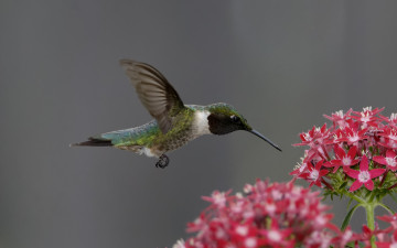 Картинка животные колибри полет птица цветы