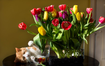 Картинка животные коты тюльпаны кот цветы кошка букет ваза