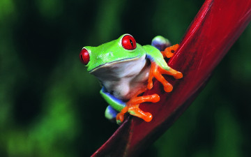 Картинка животные лягушки стебель тропическая зеленая лягушка