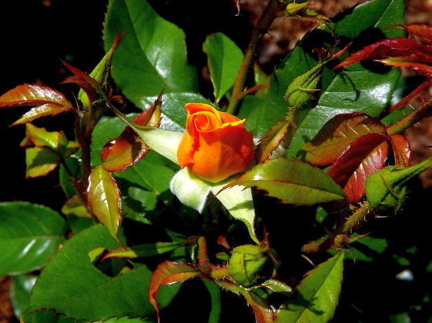 Обои картинки фото цветы, розы, персиковый, бутон