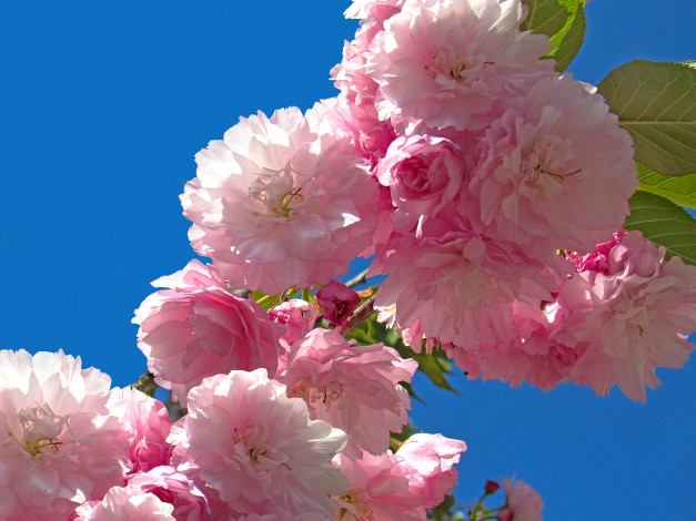 Обои картинки фото цветы, сакура,  вишня, вишня, ветка, цветки, цветение, макро, фон