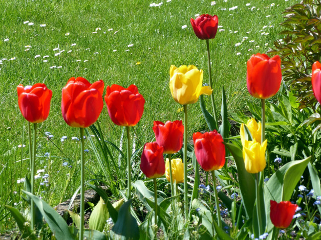 Обои картинки фото цветы, тюльпаны, весна, красный, желтый