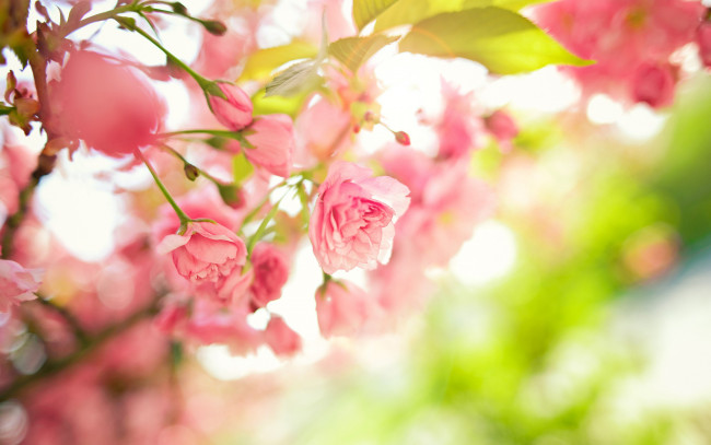 Обои картинки фото цветы, сакура,  вишня, ветки, цветение, весна, дерево