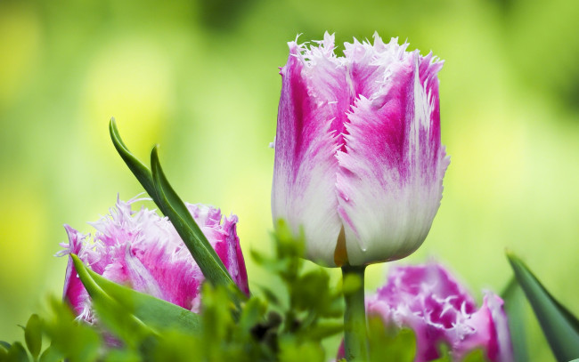 Обои картинки фото цветы, тюльпаны, бутон, макро